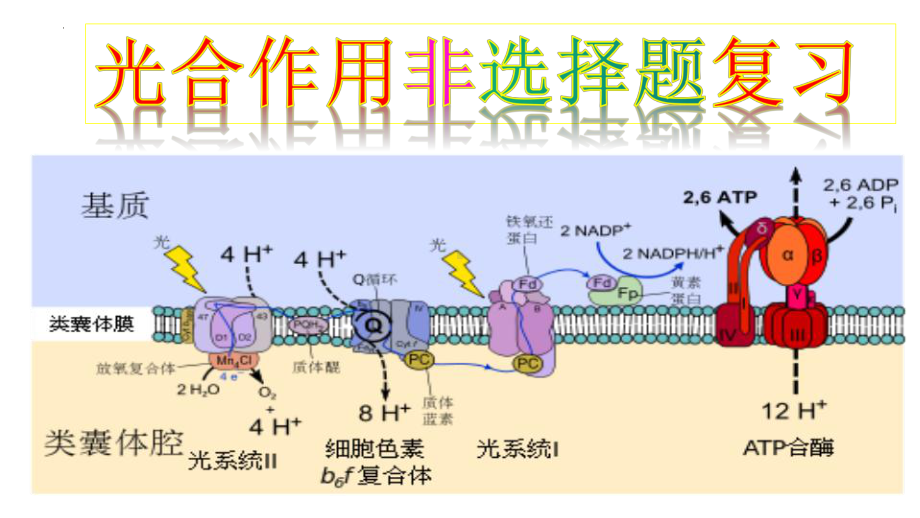 二轮复习ppt课件-光合作用非选择题复习-2023新浙科版（2019）《高中生物》必修第一册.pptx_第1页