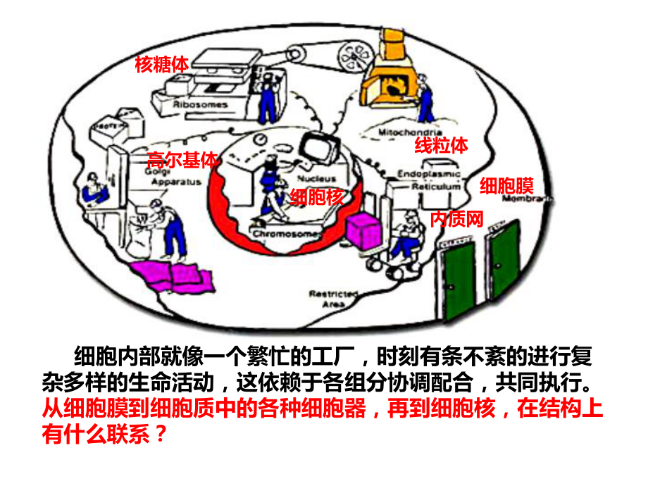 2.5细胞在结构和功能上是一个统一整体ppt课件 -2023新浙科版（2019）《高中生物》必修第一册.pptx_第2页