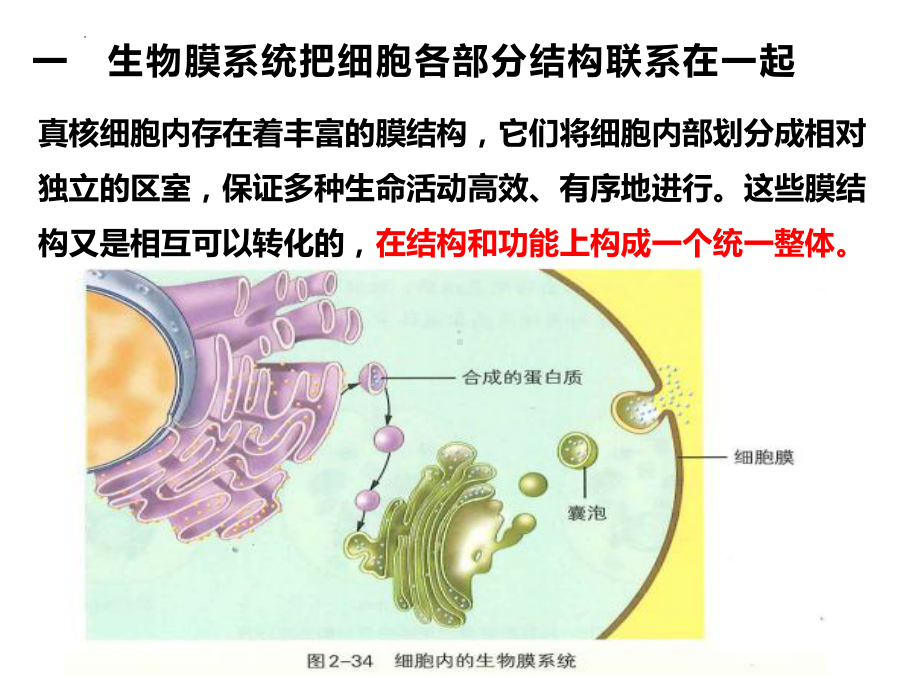 2.5细胞在结构和功能上是一个统一整体ppt课件 -2023新浙科版（2019）《高中生物》必修第一册.pptx_第3页