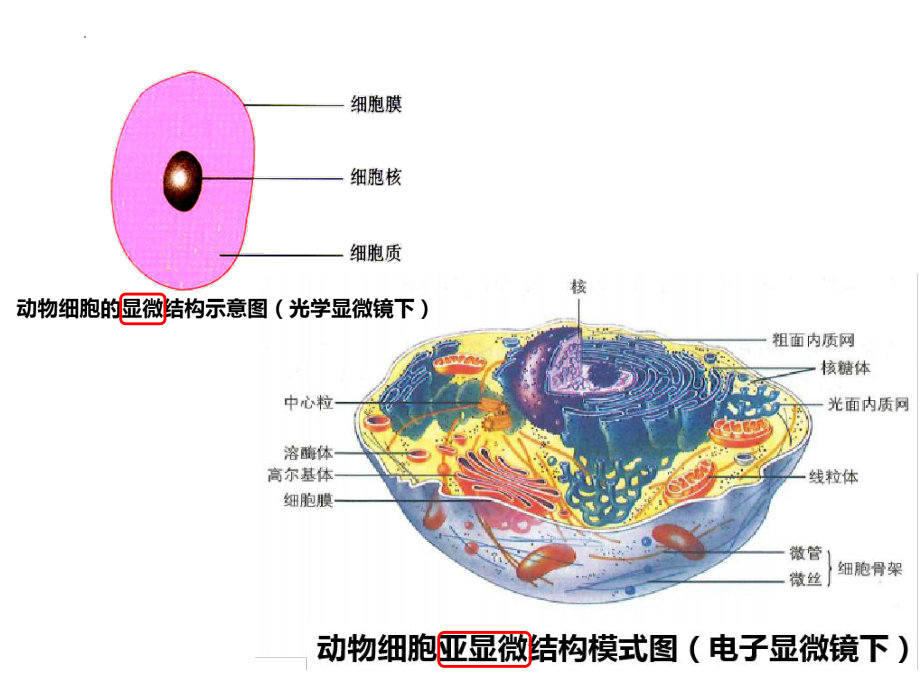 2.3细胞质是多项生命活动的场所ppt课件-2023新浙科版（2019）《高中生物》必修第一册.pptx_第3页