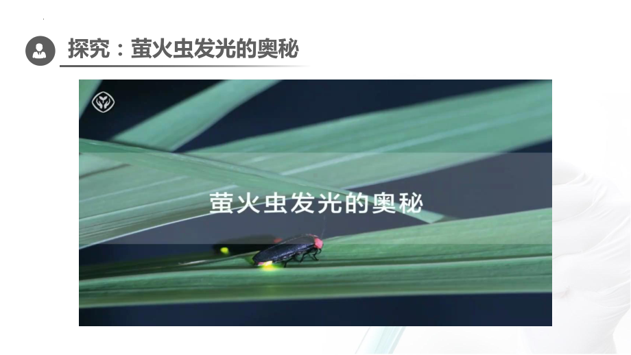 3.1 ATP是细胞内的“能量通货”ppt课件-2023新浙科版（2019）《高中生物》必修第一册.pptx_第3页