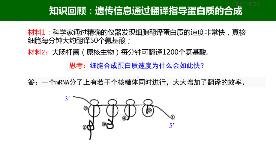 一轮复习生物：3.4 基因控制蛋白质合成（中心法则）ppt课件-2023新浙科版（2019）《高中生物》必修第二册.pptx_第2页