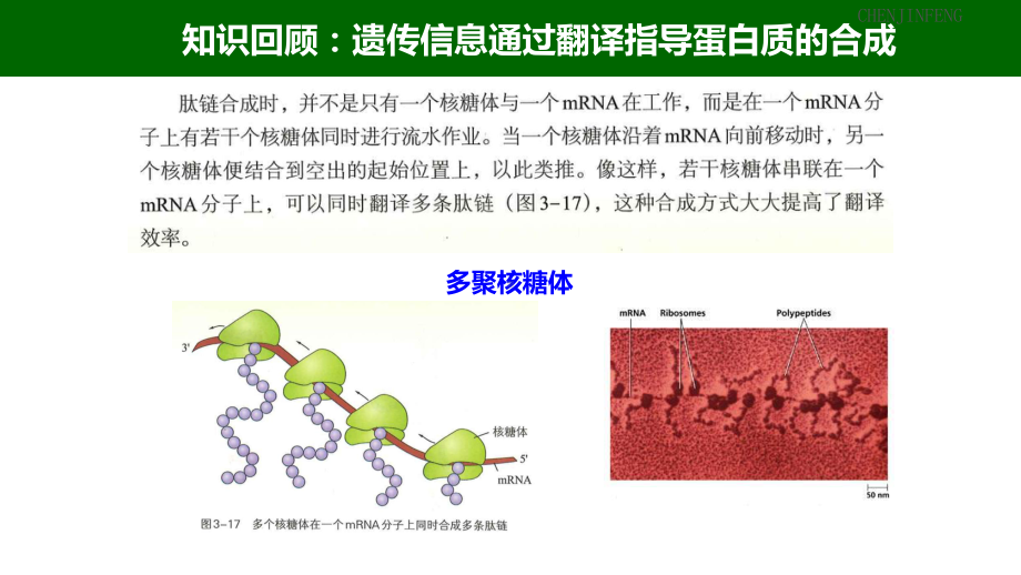 一轮复习生物：3.4 基因控制蛋白质合成（中心法则）ppt课件-2023新浙科版（2019）《高中生物》必修第二册.pptx_第3页