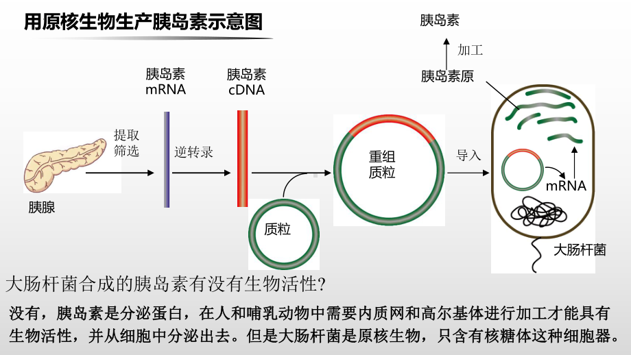 3.3 基因工程的应用ppt课件 -2023新人教版（2019）《高中生物》选择性必修第三册.pptx_第3页