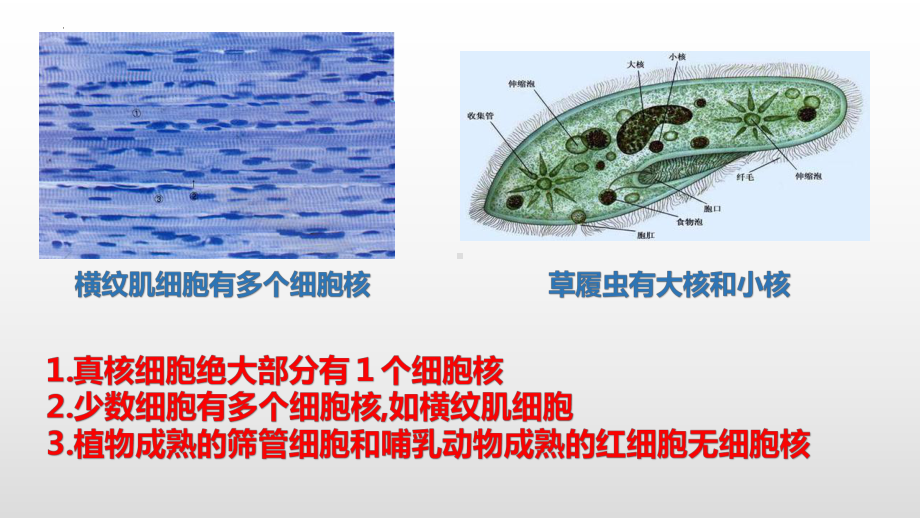 2.4细胞核是细胞生命活动的控制中心ppt课件-2023新浙科版（2019）《高中生物》必修第一册.pptx_第3页