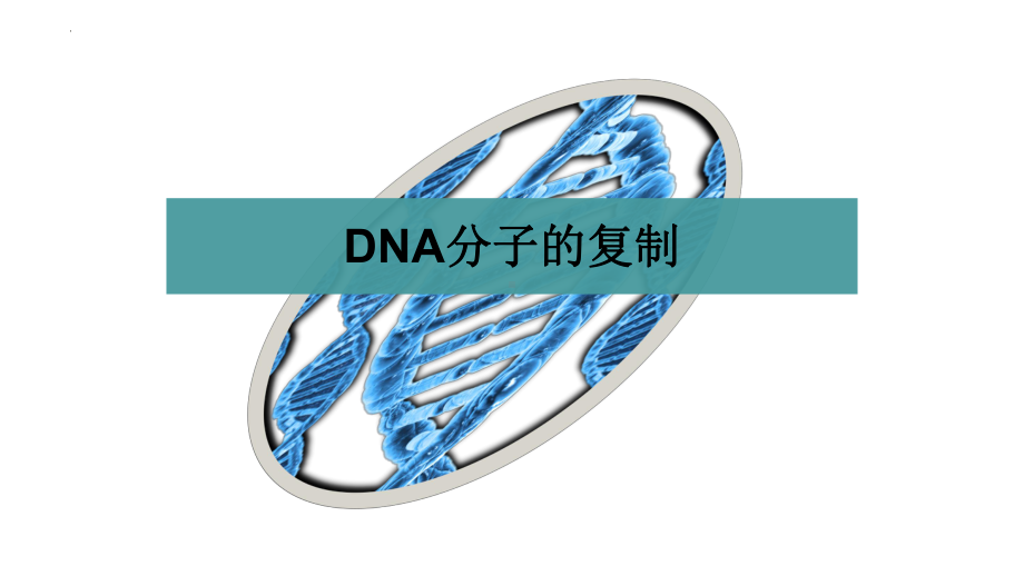 2.2DNA分子通过半保留方式进行复制ppt课件-2023新苏教版（2019）《高中生物》必修第二册.pptx_第2页