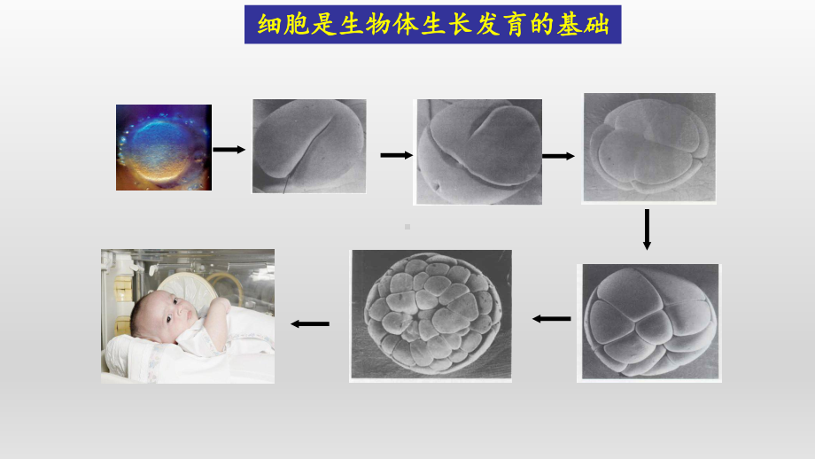 4.2 细胞通过分化产生不同类型的细胞ppt课件-2023新浙科版（2019）《高中生物》必修第一册.pptx_第2页