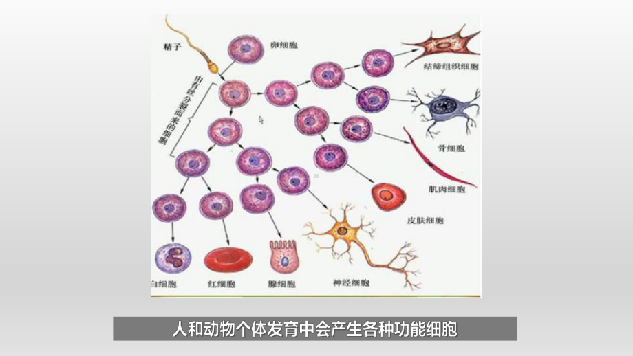 4.2 细胞通过分化产生不同类型的细胞ppt课件-2023新浙科版（2019）《高中生物》必修第一册.pptx_第3页