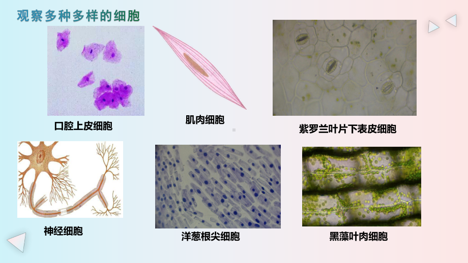 2-1细胞是生命的单位ppt课件-2023新浙科版（2019）《高中生物》必修第一册.pptx_第3页