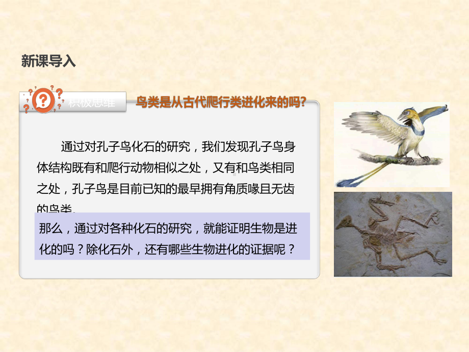 4.2生物的多样性和适应性是进化的结果 ppt课件-2023新苏教版（2019）《高中生物》必修第二册.pptx_第2页