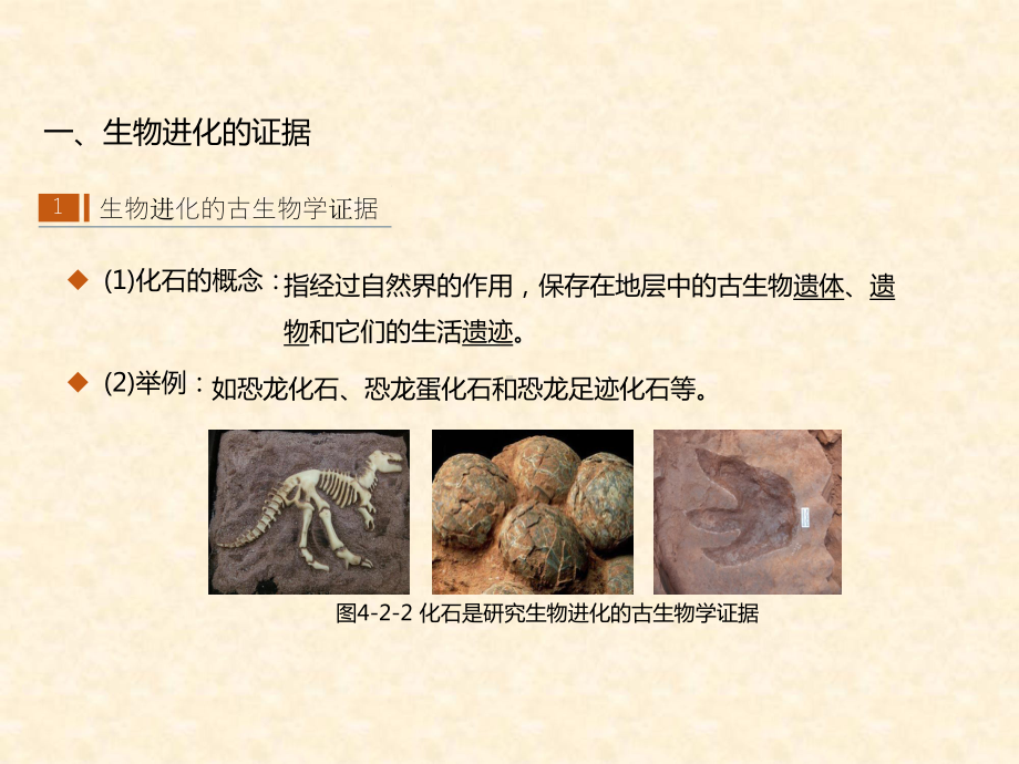 4.2生物的多样性和适应性是进化的结果 ppt课件-2023新苏教版（2019）《高中生物》必修第二册.pptx_第3页