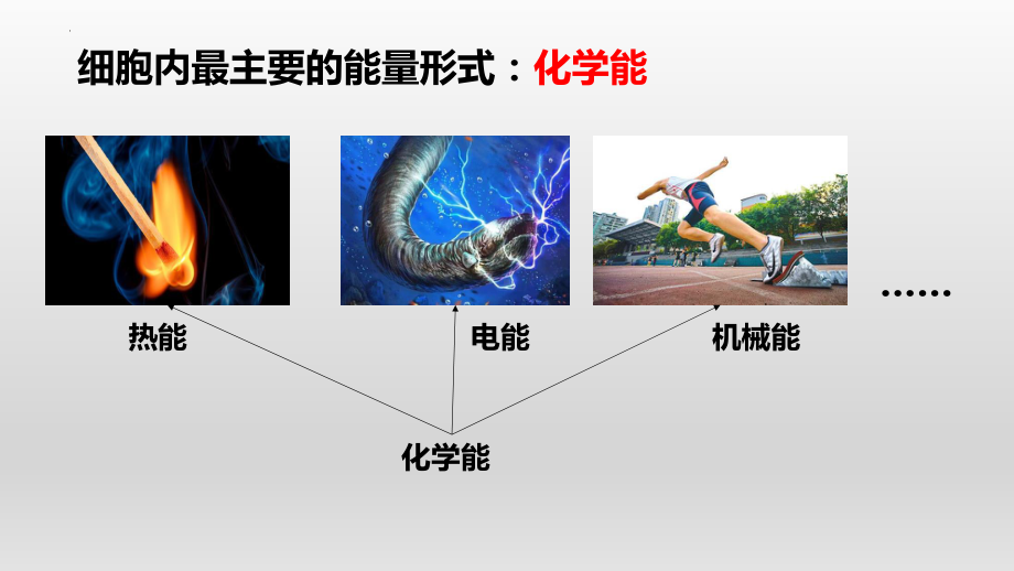 3.1 ATP是细胞内的“能量通货”ppt课件-2023新浙科版（2019）《高中生物》必修第一册.pptx_第3页