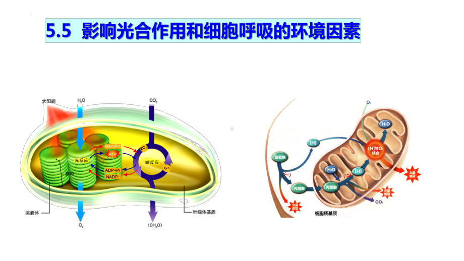 3.4影响光合作用和细胞呼吸的环境因素ppt课件-2023新苏教版（2019）《高中生物》必修第一册.pptx_第1页