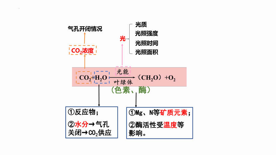 3.4影响光合作用和细胞呼吸的环境因素ppt课件-2023新苏教版（2019）《高中生物》必修第一册.pptx_第3页