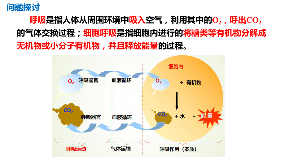 3.4细胞呼吸为细胞生活提供能量ppt课件2-2023新浙科版（2019）《高中生物》必修第一册.pptx_第2页