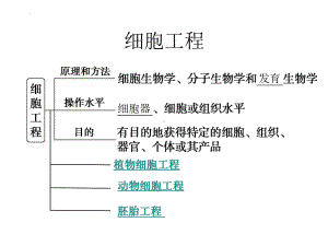 一轮复习ppt课件： 细胞工程-2023新人教版（2019）《高中生物》选择性必修第三册.pptx