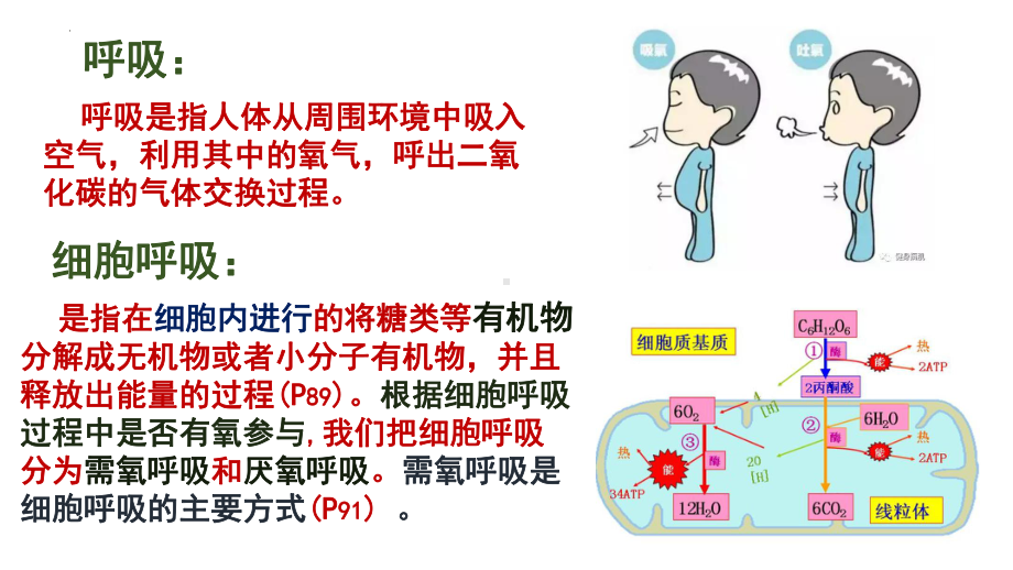 3.4细胞呼吸为生命活动提供能量ppt课件-2023新浙科版（2019）《高中生物》必修第一册.pptx_第3页