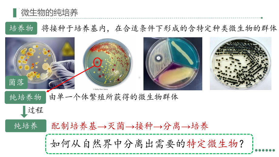 1.2+微生物的培养技术及应用(同名第三课时）ppt课件-2023新人教版(2019）《高中生物》选择性必修第三册.pptx_第2页