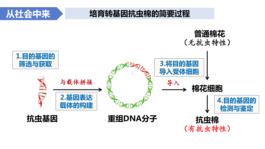 3.2基因工程的基本操作程序ppt课件 -2023新人教版(2019）《高中生物》选择性必修第三册.pptx_第3页