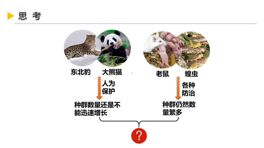 1.2种群数量的变化及实验探究ppt课件-2023新苏教版(2019）《高中生物》选择性必修第二册.pptx_第2页