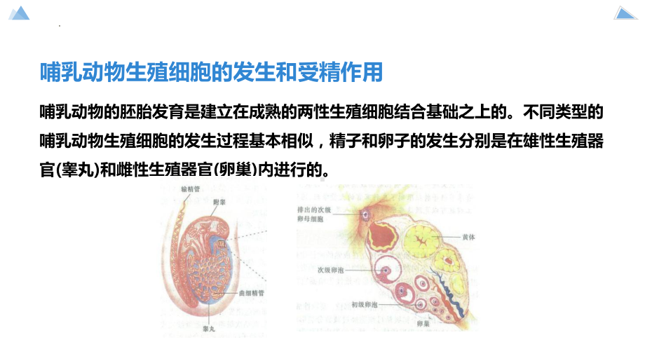 2.4.1 哺乳动物胚胎发育的基本工程ppt课件-2023新苏教版（2019）《高中生物》选择性必修第三册.pptx_第3页