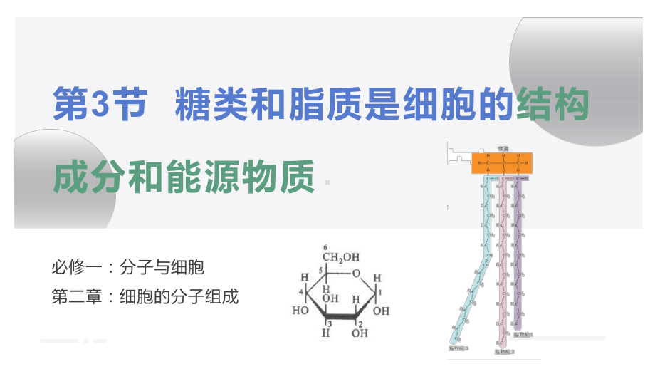 2.3糖类和脂质ppt课件-2023新沪科版（2020）《高中生物》必修第一册.pptx_第1页