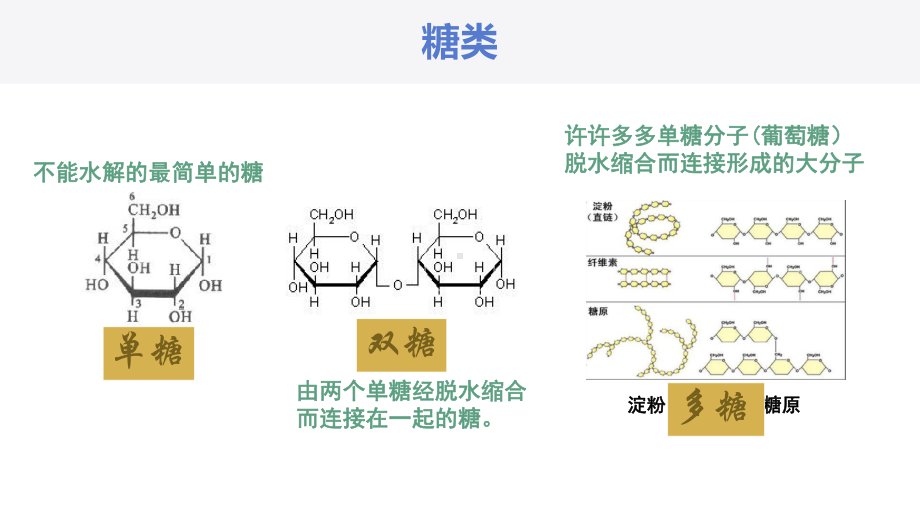 2.3糖类和脂质ppt课件-2023新沪科版（2020）《高中生物》必修第一册.pptx_第3页