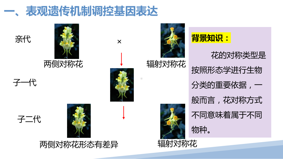 1.3基因选择性表达导致细胞的差异化-第二课时ppt课件-2023新沪科版（2019）《高中生物》必修第二册.pptx_第2页