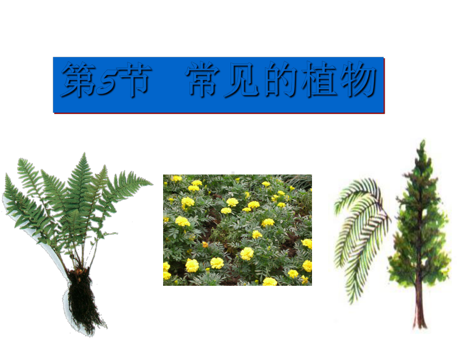 浙教版科学《常见的植物》课件1.ppt_第1页