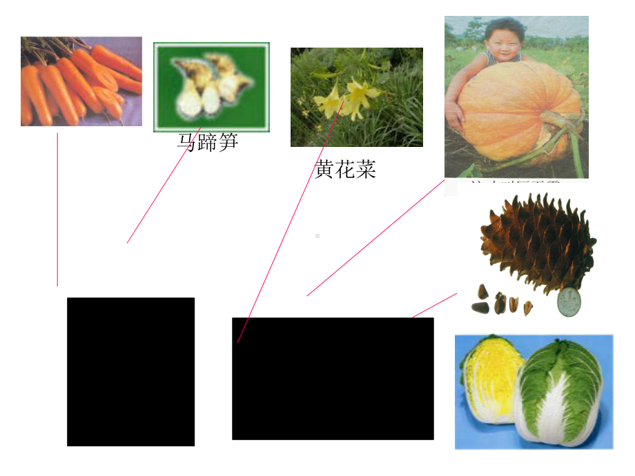 浙教版科学《常见的植物》课件1.ppt_第3页