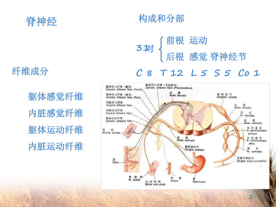 神经系统脊神经最新课件.ppt_第2页