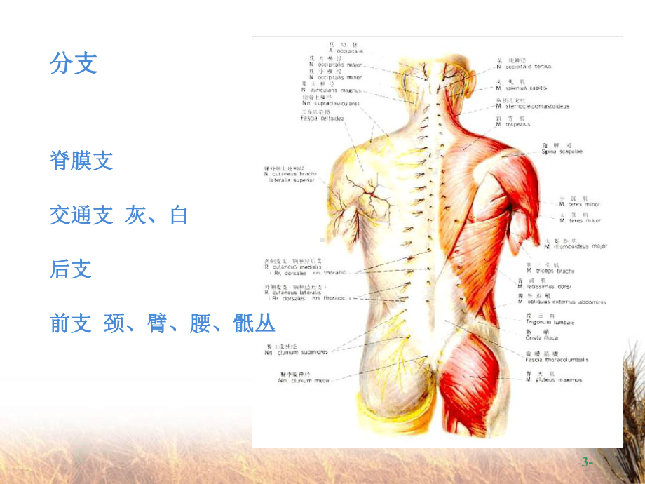 神经系统脊神经最新课件.ppt_第3页