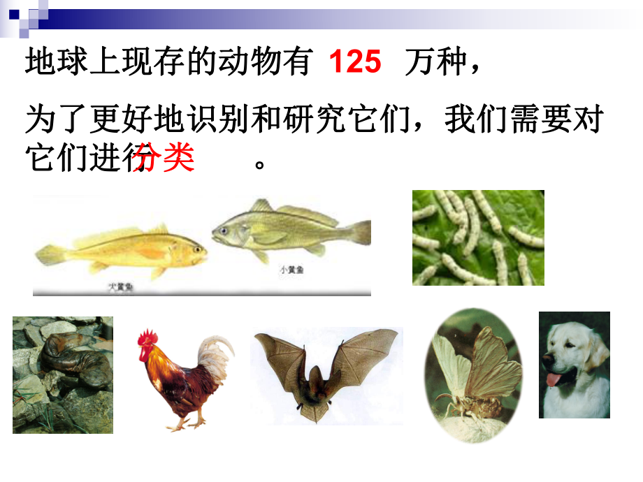 浙教版科学七年级上册24常见的动物动物分类课件.ppt_第3页