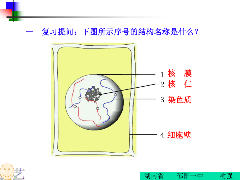 第二节细胞的增殖课件.ppt_第2页