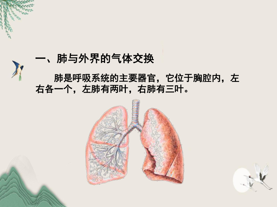 津南区某中学七年级生物下册第四单元第三章第二节发生在肺内的气体交换课件2新版新人教版2.ppt_第2页