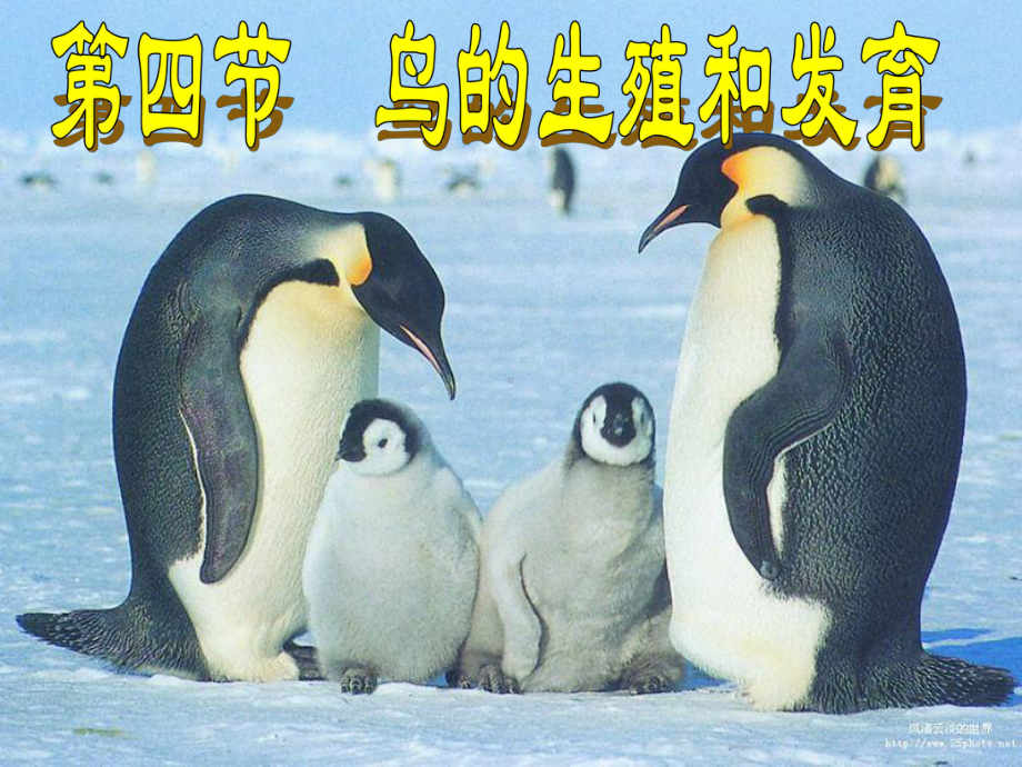 鸟的生殖和发育-初中生物人教版八年级上册课件.ppt_第1页