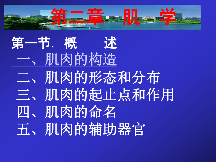 牛的前肢肌05.ppt_第1页