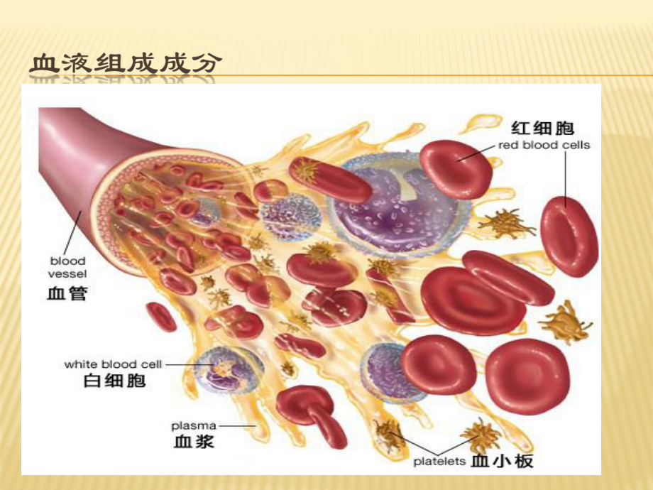 血常规-课件完整.ppt_第3页