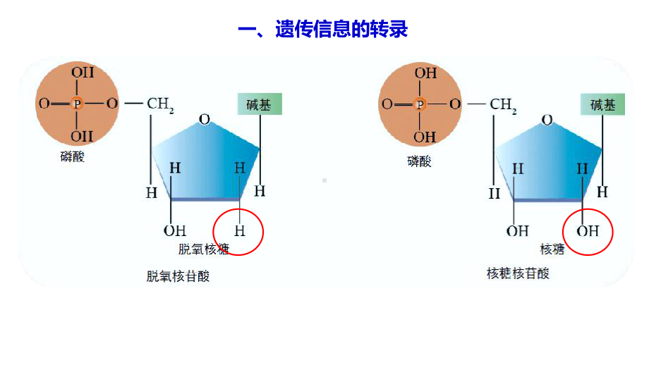 4.1.1 基因指导蛋白质的合成 ppt课件-2023新人教版(2019）《高中生物》必修第二册.pptx_第3页