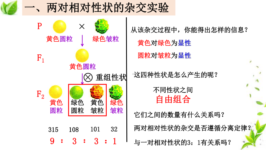 1.2孟德尔的豌豆杂交实验(二）ppt课件-2023新人教版(2019）《高中生物》必修第二册.pptx_第3页