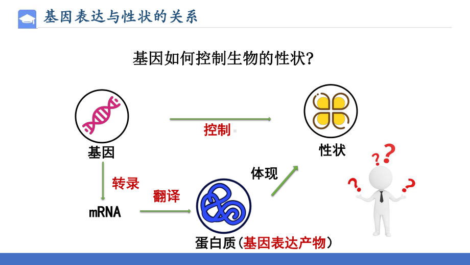 4.2基因表达与性状的关系ppt课件2(同名1)-2023新人教版(2019）《高中生物》必修第二册.pptx_第2页