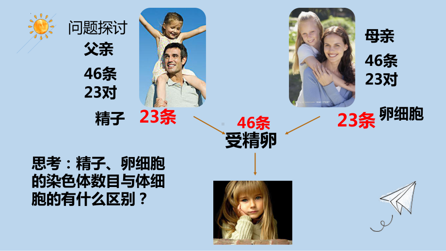 2.1 减数分裂ppt课件-2023新人教版(2019）《高中生物》必修第二册.pptx_第2页