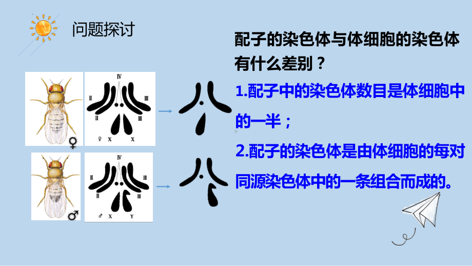 2.1 减数分裂ppt课件-2023新人教版(2019）《高中生物》必修第二册.pptx_第3页