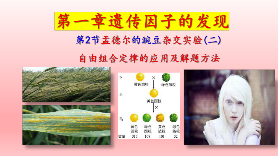 1.2孟德尔的豌豆杂交实验(二）ppt课件(同名3)-2023新人教版(2019）《高中生物》必修第二册.pptx_第1页