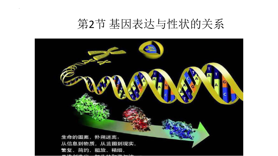 4.2基因表达与性状的关系ppt课件(同名1)-2023新人教版(2019）《高中生物》必修第二册.pptx_第1页