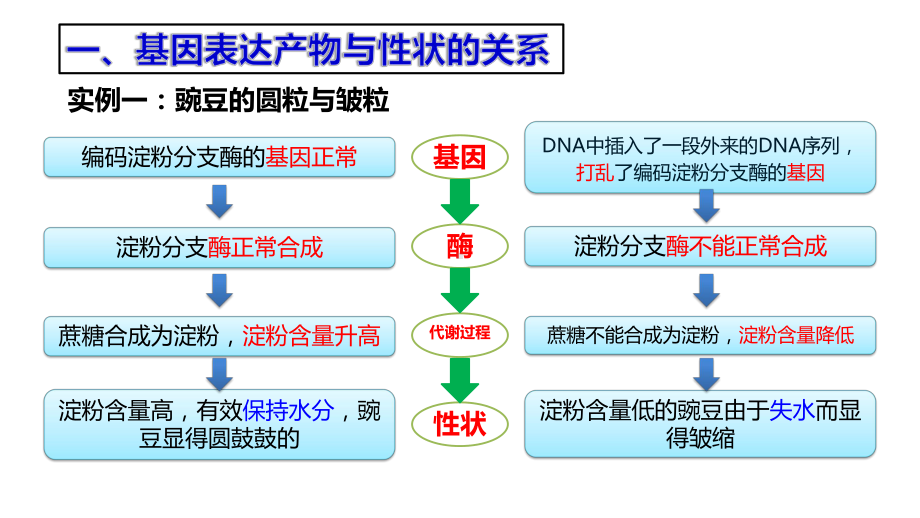 4.2基因表达与性状的关系ppt课件(同名1)-2023新人教版(2019）《高中生物》必修第二册.pptx_第3页