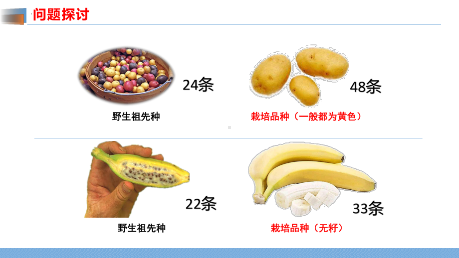 5.2染色体变异ppt课件2-2023新人教版(2019）《高中生物》必修第二册.pptx_第2页