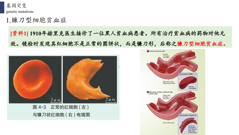 5.1 基因突变和基因重组ppt课件(同名1)-2023新人教版(2019）《高中生物》必修第二册.pptx_第3页