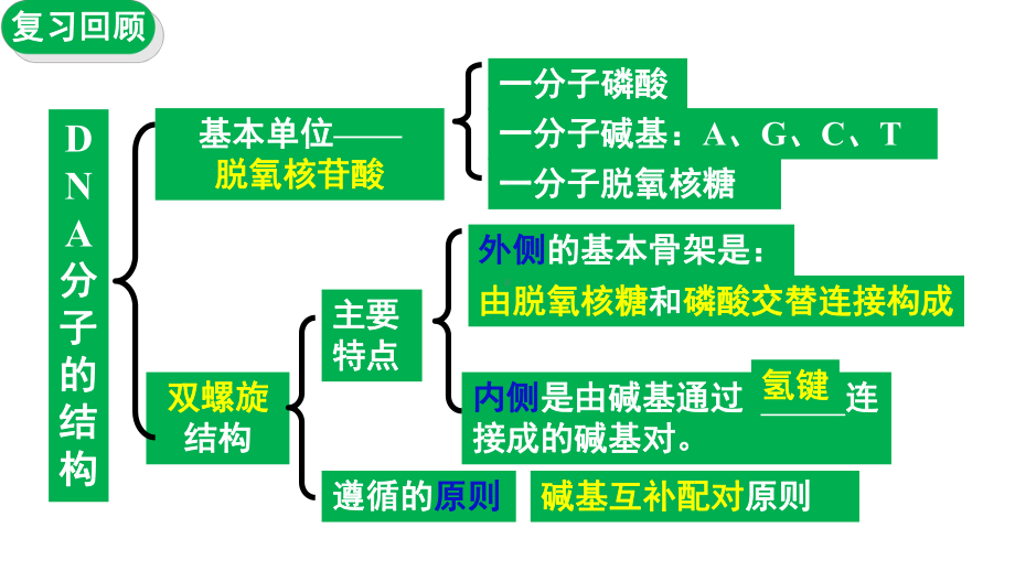 生物一轮复习ppt课件：3.2 DNA的复制 -2023新人教版(2019）《高中生物》必修第二册.pptx_第1页