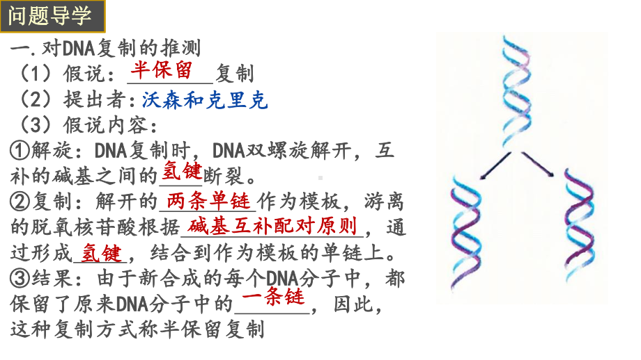 3.3DNA的复制ppt课件(同名3)-2023新人教版(2019）《高中生物》必修第二册.pptx_第3页